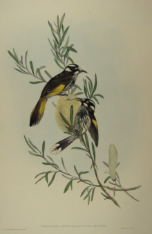 John Gould's Birds of Australia